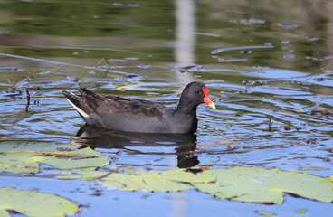 Dusky moorhen bird swimming on a lake of water