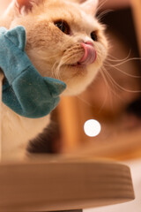 cat