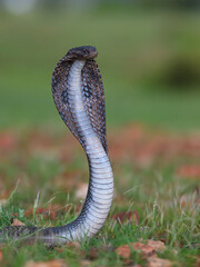 Fototapeta premium The Indian cobra (Naja naja), also known commonly as the spectacled cobra, Asian cobra or binocellate cobra, is a species of cobra, a venomous snake, to the Indian subcontinent.