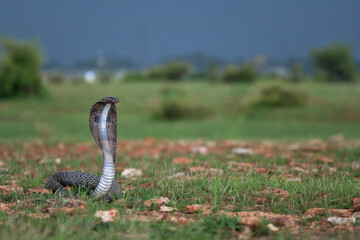 The Indian cobra (Naja naja), also known commonly as the spectacled cobra, Asian cobra or...