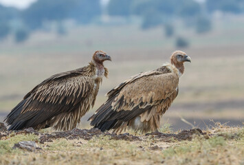 Himalayan griffon vulture is an Old World vulture native to the Himalayas and the adjoining Tibetan Plateau. It is one of the two largest Old World vultures and true raptor.