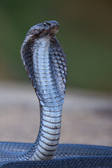 The Indian cobra (Naja naja), also known commonly as the spectacled cobra, Asian cobra or...