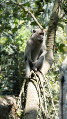 monkey in tree