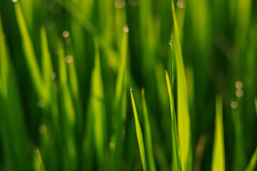 The grass is green and has dew drops on it
