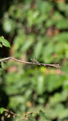 dragonfly on a branch