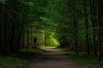 path through a forest with trees on both sides