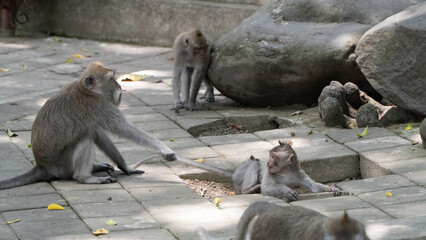 family of monkeys