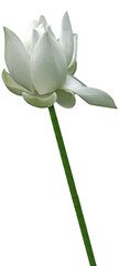 fleur blanche de lotus
