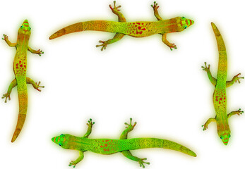 cadre margouillats