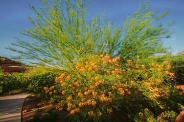 Catus plants and desert flora and fauna at the Red Hills Desert Garden, St. George, Utah, United States of America.