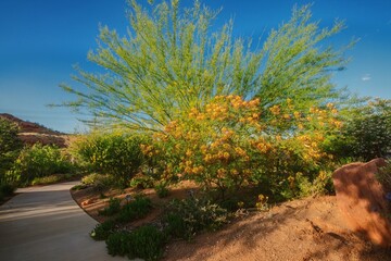 Catus plants and desert flora and fauna at the Red Hills Desert Garden, St. George, Utah, United...