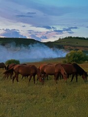 horses on the meadow