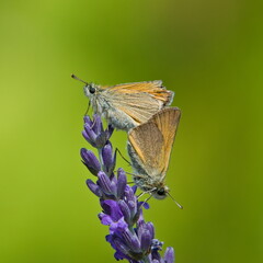 Butterfly Ochlodes sylvanus aka large skipper butterfly mating and feeding on blooming levander flower. © czjonyyy