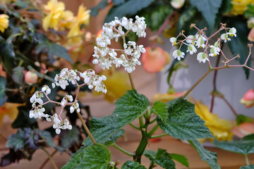 begonia flowers in the garden