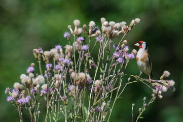 Carduelis carduelis aka European goldfinch perched on Creeping Thistle. Common and colorful bird of nature of Czech republic.
