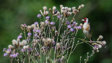 Carduelis carduelis aka European goldfinch perched on Creeping Thistle. Common and colorful bird of nature of Czech republic.
