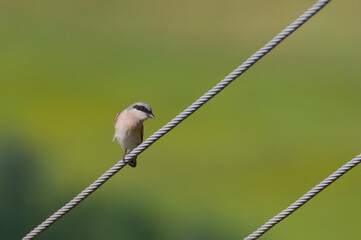 Lanius collurio aka Red-backed Shrike perched on electric wire. Isolated on green background.