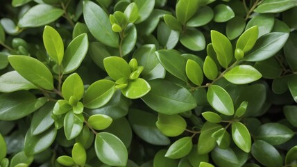 Obraz premium Close-up of fresh green Buxus sempervirens leaves, showing the natural pattern and texture of the evergreen bush
