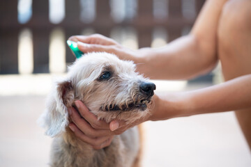 Close up woman applying tick and flea prevention treatment and medicine to her dog or pet
