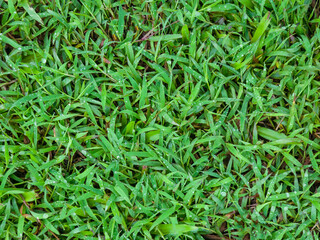 Fresh Dew-Kissed. fresh green grass blades adorned with glistening dew drops, water droplets nature in the morning. rain, dew, adding a refreshing. shades of green create a lush and natural texture.