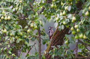 Dendrocopos major aka Great Spotted Woodpecker male in his habitat. Hidden in pear tree. Czech bird.