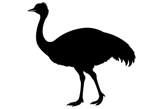 recommend clip art: Cassowary silhouette vector art illustration