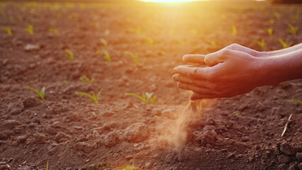 The hands of the young farmer keep fertile soil on the field with corn seedlings. Organic Products...