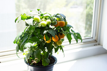 gardening at home. Growing vegetables at home. Yellow tomatoes grow on the windowsill in a penny.