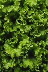 Verdant Salad Leaf Close-up