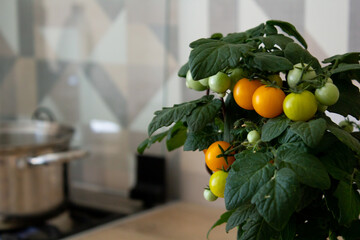 We grow tomatoes at home. Tomatoes growing in a pot. Garden bed in the kitchen