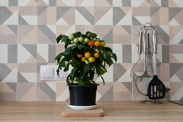 Tomatoes growing in a pot. Gardening. Shoots and plants, growing, windowsill. Mini yellow tomatoes. We grow vegetables on the windowsill. Selective focus.