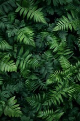 Ferns in Bali's jungle. Gorgeous ferns with verdant foliage. close-up of lovely woodland ferns in full growth. Sunlight-filled natural flowery fern backdrop.