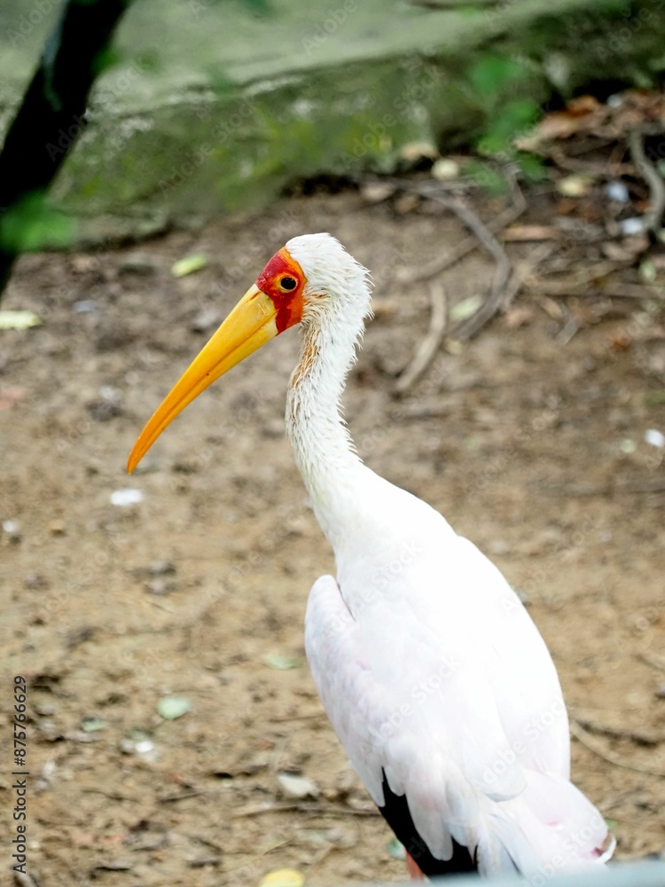 Wall mural Close-up of a yellow-billed stork standing on the ground in a natural habitat.