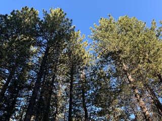 Obraz premium pine trees in the forest reaching up for a bright blue summer sky - Big Bear Lake, California