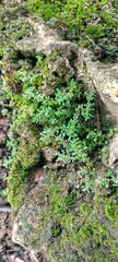 green moss on the stone