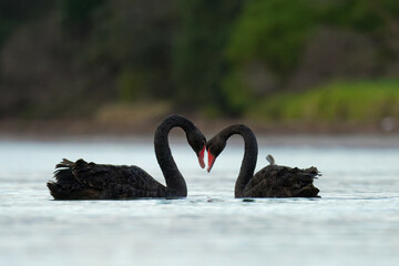 A pair of black swans swimming in a calm morning sea © Faraz