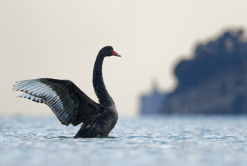 A black swan flapping its wings © Faraz