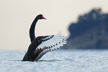 A black swan flapping its wings © Faraz