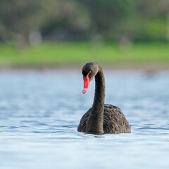 A black swan swimming in a calm morning sea