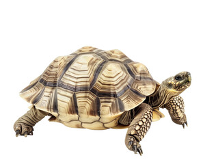 Fototapeta premium Tortoise walking. white, transparent background, isolated.