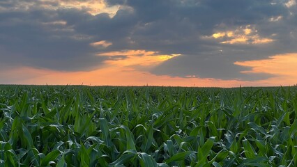 Morgenrot bei einem Sonnenaufgang über einem Feld in Süddeutschland. Wunderschöne Wolkenbildung sorgt für einen atemberaubenden Ausblick.
Bayern, Baden Württemberg 