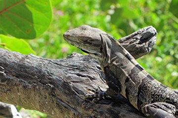 Iguana 