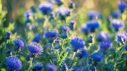 Obraz premium Blue Thistle Flowers in a Meadow