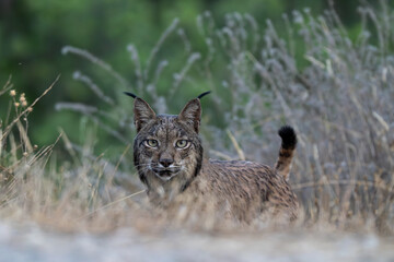 Lince ibérico, Lynx pardinus, Sierra de Andújar, España