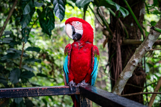 A vibrant red parrot is perched in a lush tropical forest surrounded by greenery. macaw parrot,