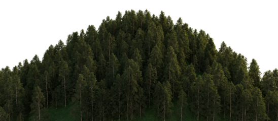 A large hill densely covered with large coniferous trees. 3D rendering.