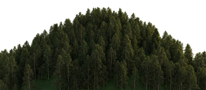 A large hill densely covered with large coniferous trees. 3D rendering.