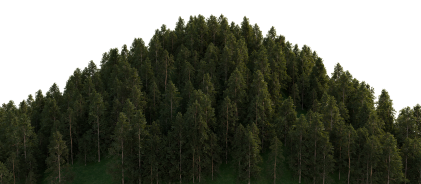 A large hill densely covered with large coniferous trees. 3D rendering.