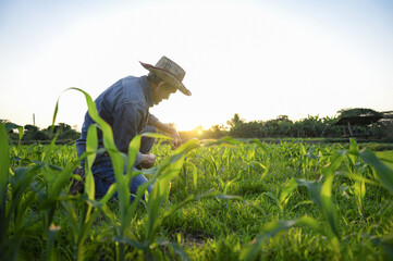 asian senior working in farm in the evening sun,farmer checking growth of young corn plant,concept...