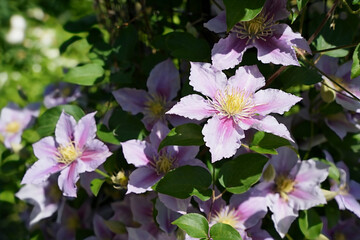 クレマチス ピールの美しさ